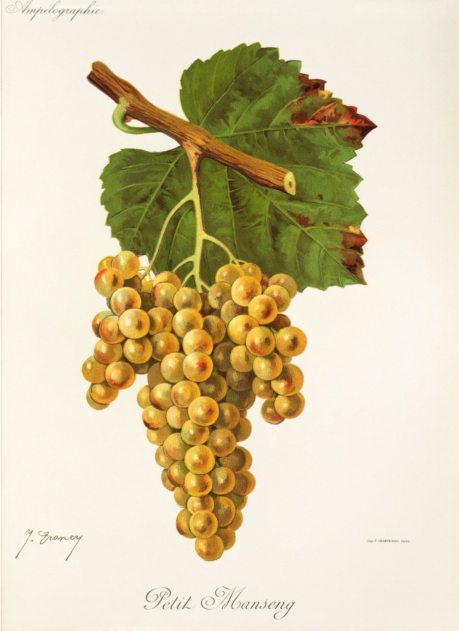 Petit Manseng szőlő, J. Troncy alkotó: Jules Troncy