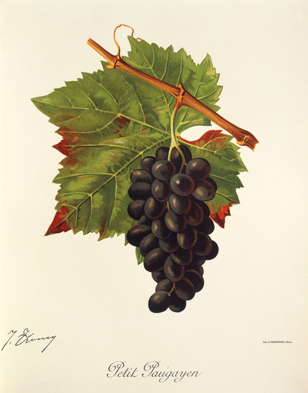 Petit Paugayen szőlő, J. Troncy alkotó: Jules Troncy