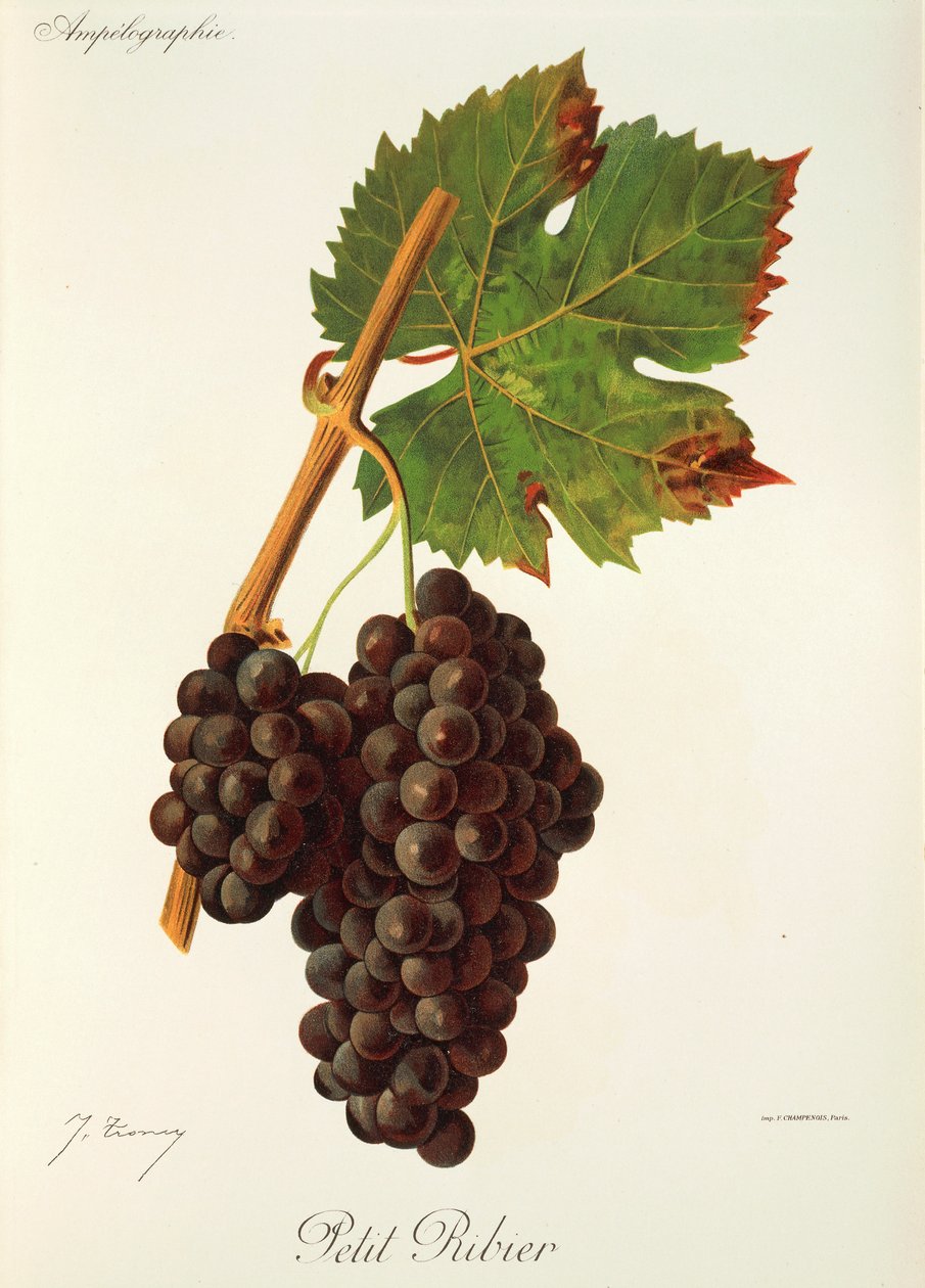 Petit Ribier szőlő, J. Troncy alkotó: Jules Troncy