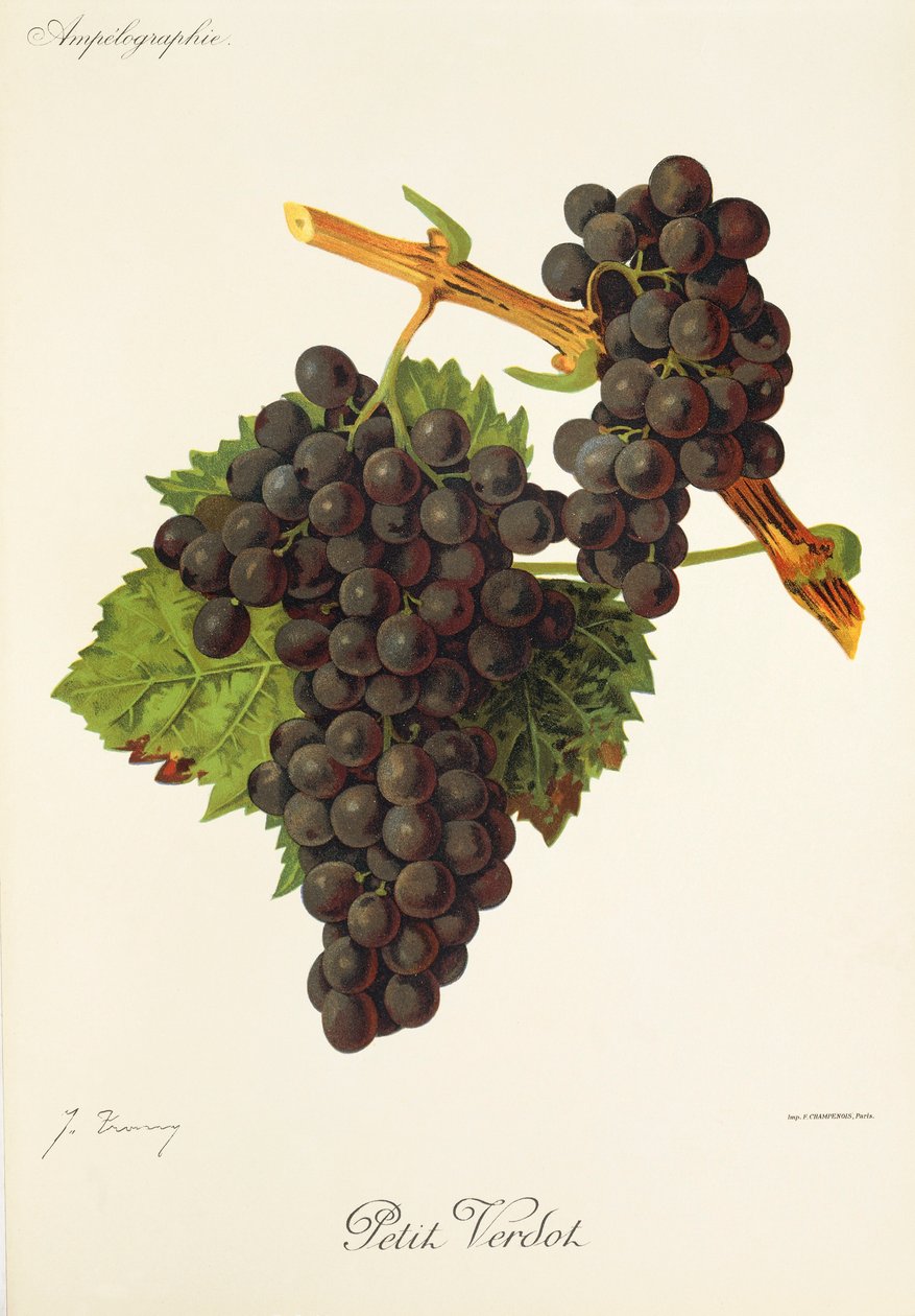 Petit Verdot szőlő, J. Troncy alkotó: Jules Troncy
