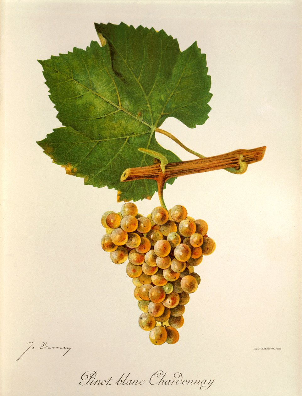 Pinot Blanc Chardonnay szőlő, J. Troncy alkotó: Jules Troncy