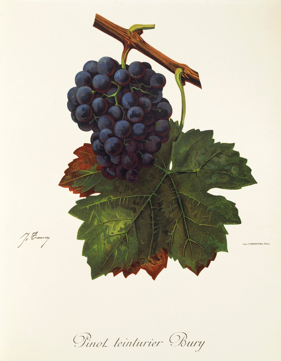 Pinot Teinturier Bury szőlő, J. Troncy alkotó: Jules Troncy