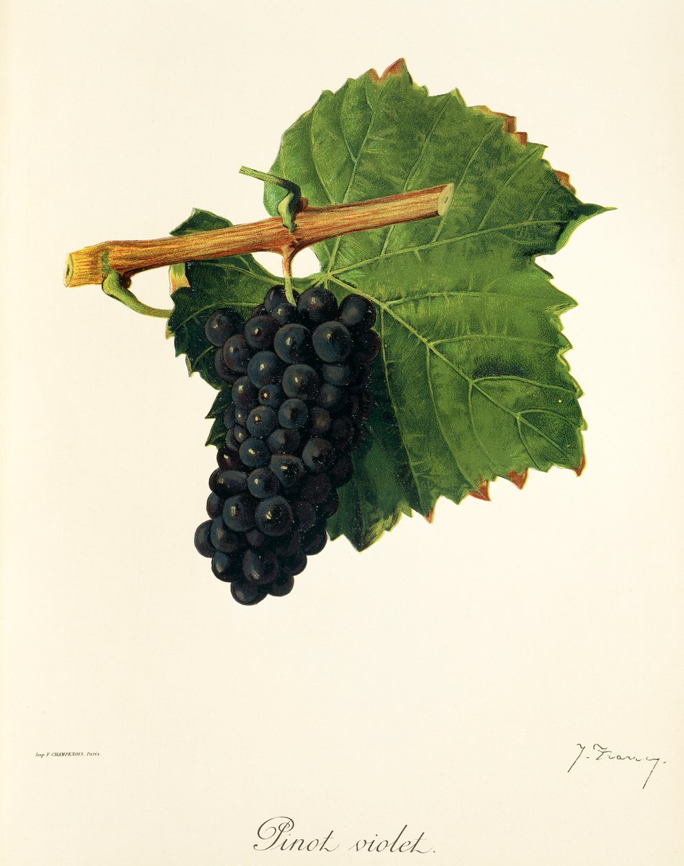 Pinot Violet szőlő, J. Troncy alkotó: Jules Troncy