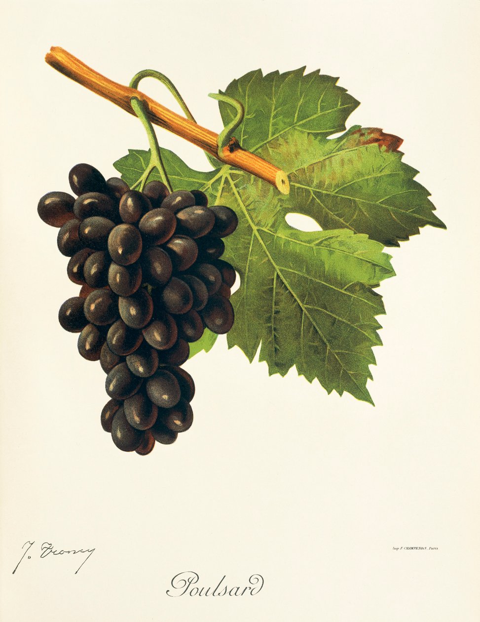 Poulsard szőlő, J. Troncy alkotó: Jules Troncy