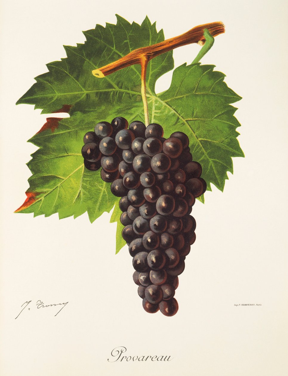 Provareau szőlő, J. Troncy alkotó: Jules Troncy
