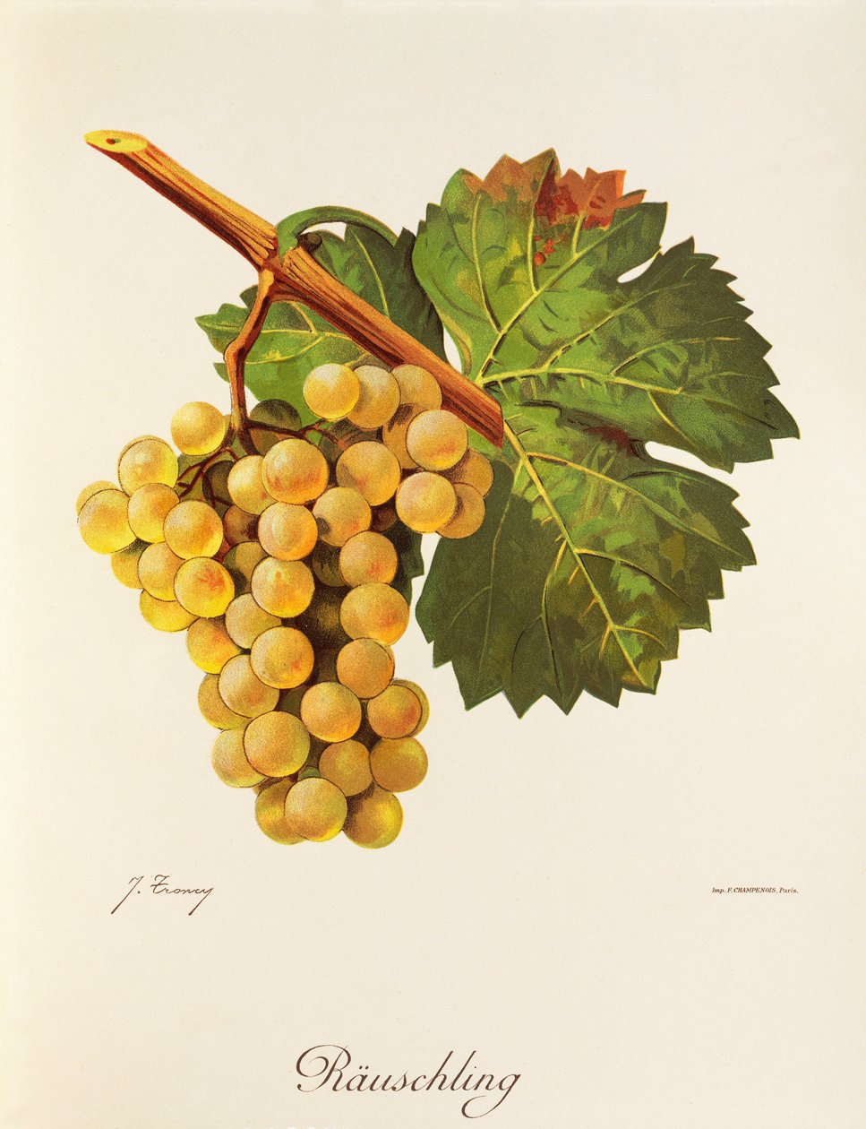 Rauschling szőlő, J. Troncy alkotó: Jules Troncy