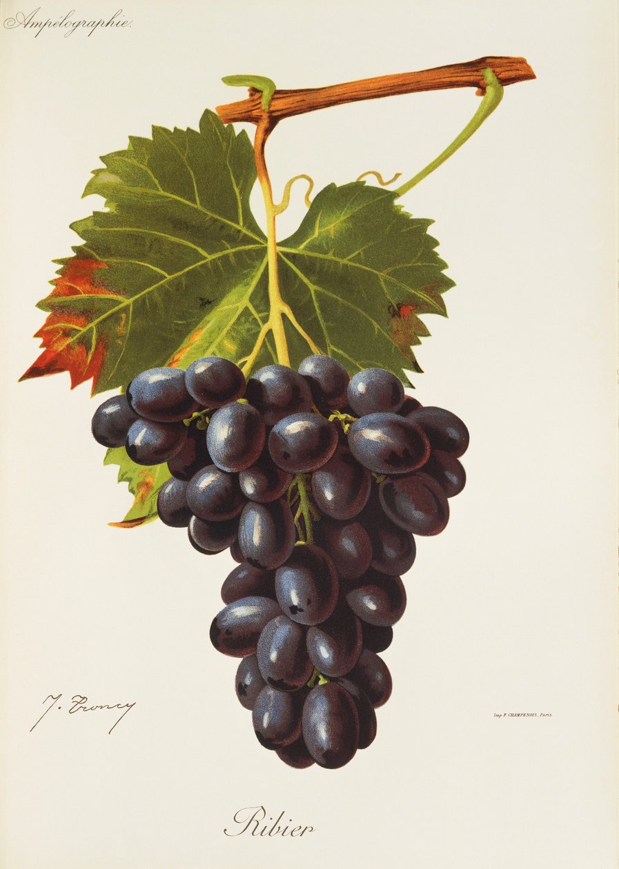 Ribier szőlő, J. Troncy alkotó: Jules Troncy