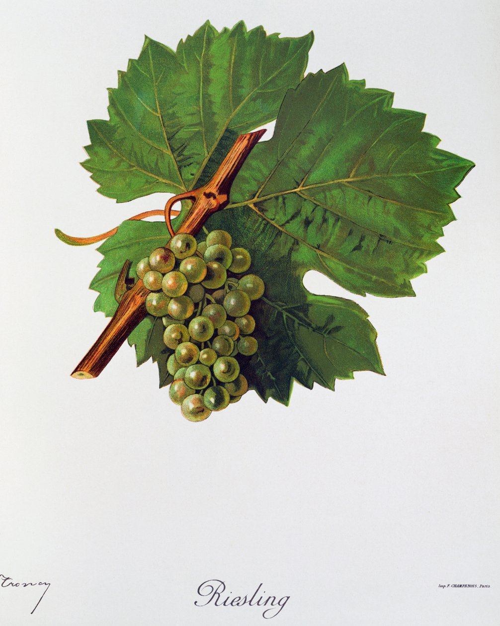 Rizling szőlő, Jules Troncy, Ampelographie, Traite general de viticulture (Ampelography, General Szerződés a szőlőtermesztésről), II. kötet, Pierre Viala (1859-1936) és Victor Vermorel (1848-1927), Párizs alkotó: Jules Troncy