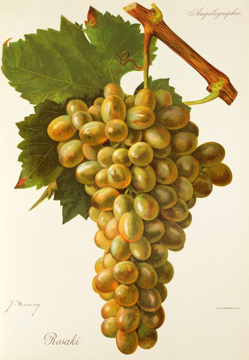 Rosaki grape by J. Troncy   1414017   hu       hungarian Successfully Translated  Original: Port of St. Louis, Les Voyages du Sieur de Champlain... by Samuel de Champlain Translat: Port of St. Louis, 