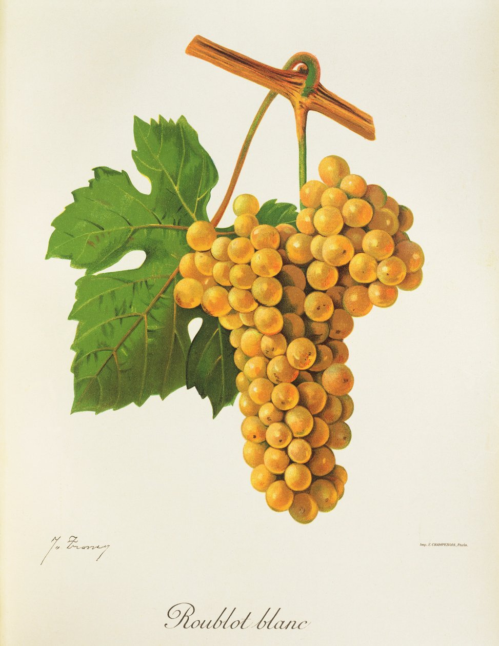 Roublot Blanc szőlő, J. Troncy alkotó: Jules Troncy