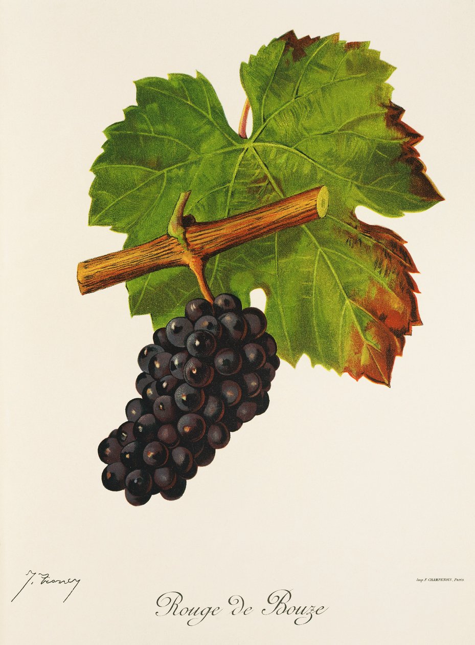 Rouge de Bouze szőlő, J. Troncy alkotó: Jules Troncy