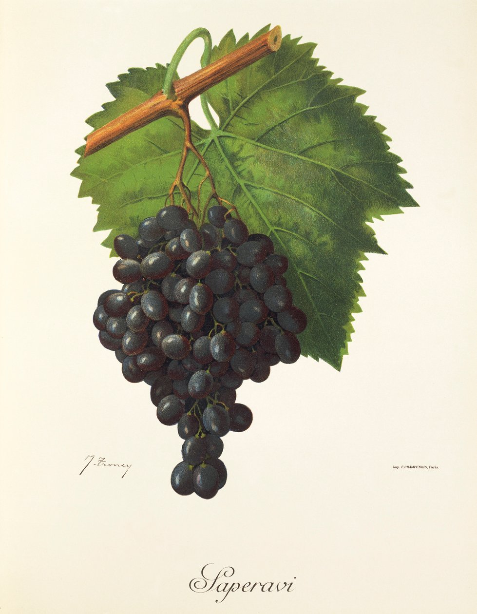 Saperavi szőlő, J. Troncy alkotó: Jules Troncy