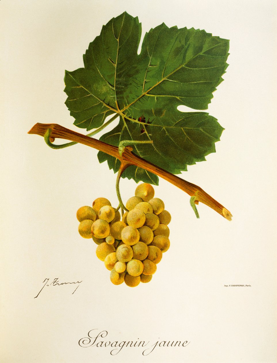 Savagnin Jaune szőlő, J. Troncy alkotó: Jules Troncy