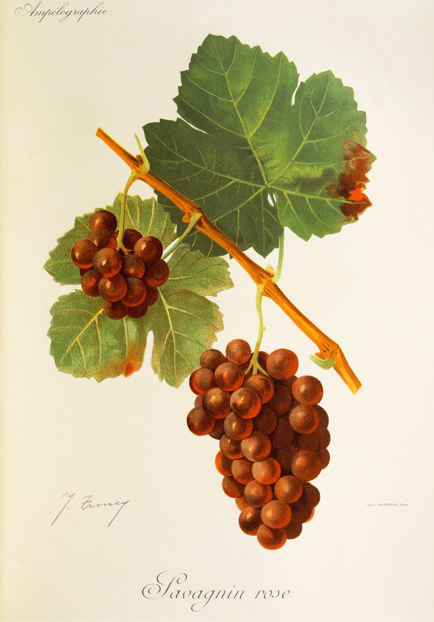 Savagnin Rose szőlő, J. Troncy alkotó: Jules Troncy