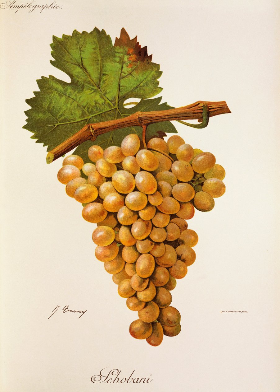 Schobani szőlő, J. Troncy alkotó: Jules Troncy
