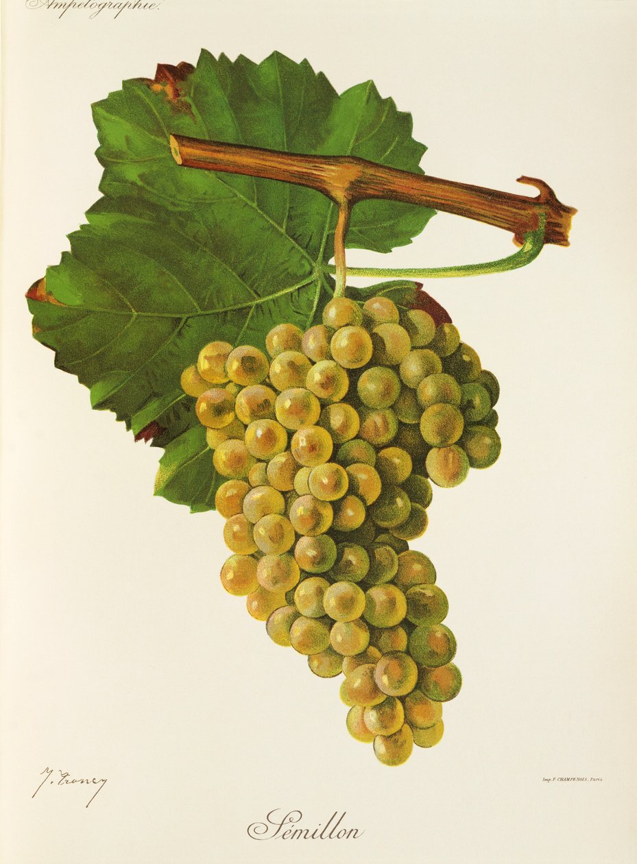 Semillon szőlő, J. Troncy alkotó: Jules Troncy