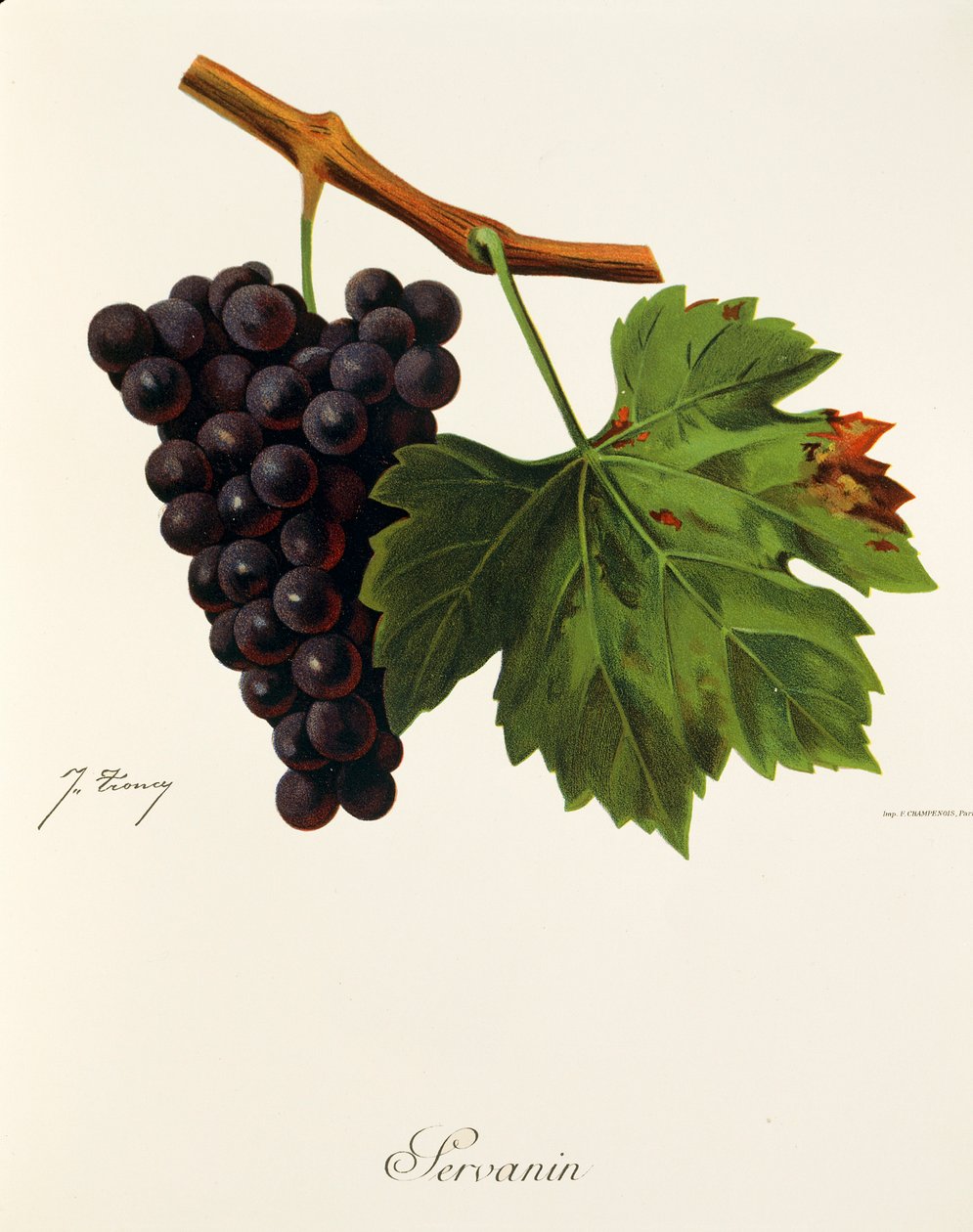Servanin szőlő, J. Troncy alkotó: Jules Troncy