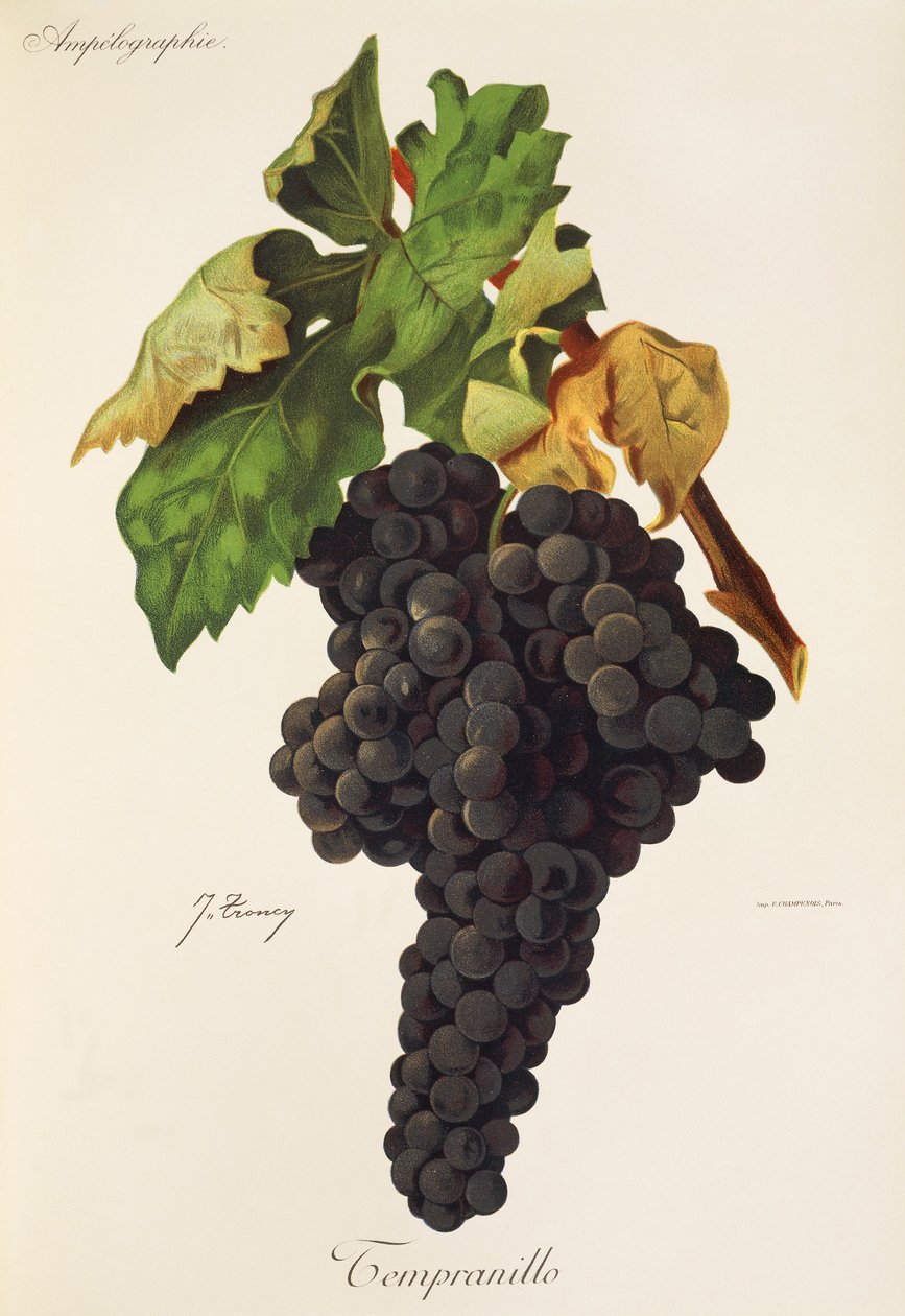 Tempranillo szőlő, J. Troncy alkotó: Jules Troncy