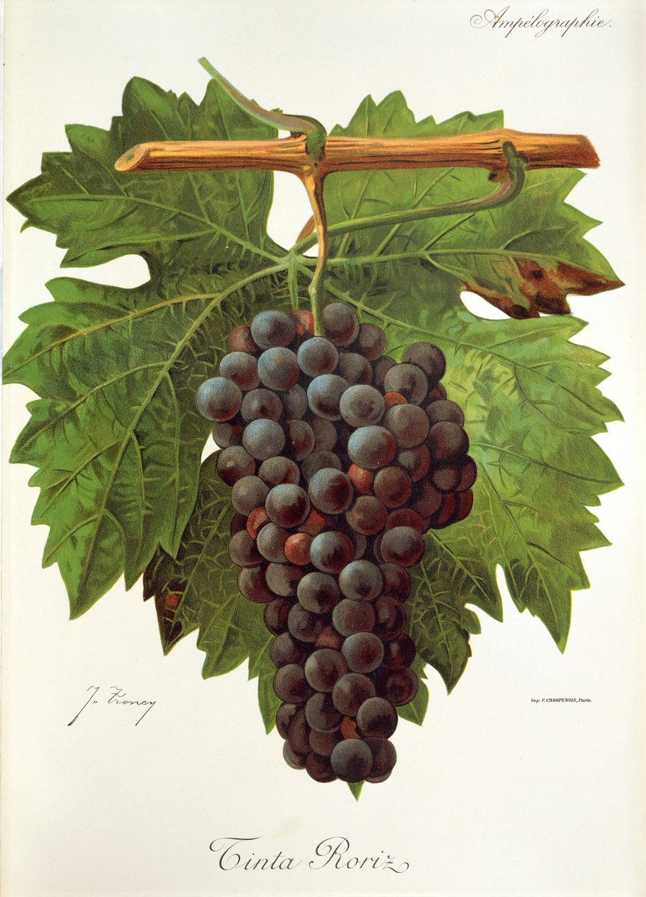 Tinta Roriz szőlő, J. Troncy alkotó: Jules Troncy