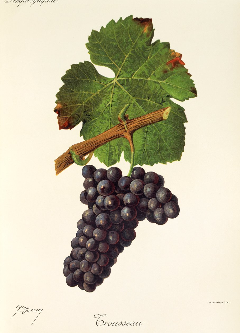 Trousseau szőlő, J. Troncy alkotó: Jules Troncy
