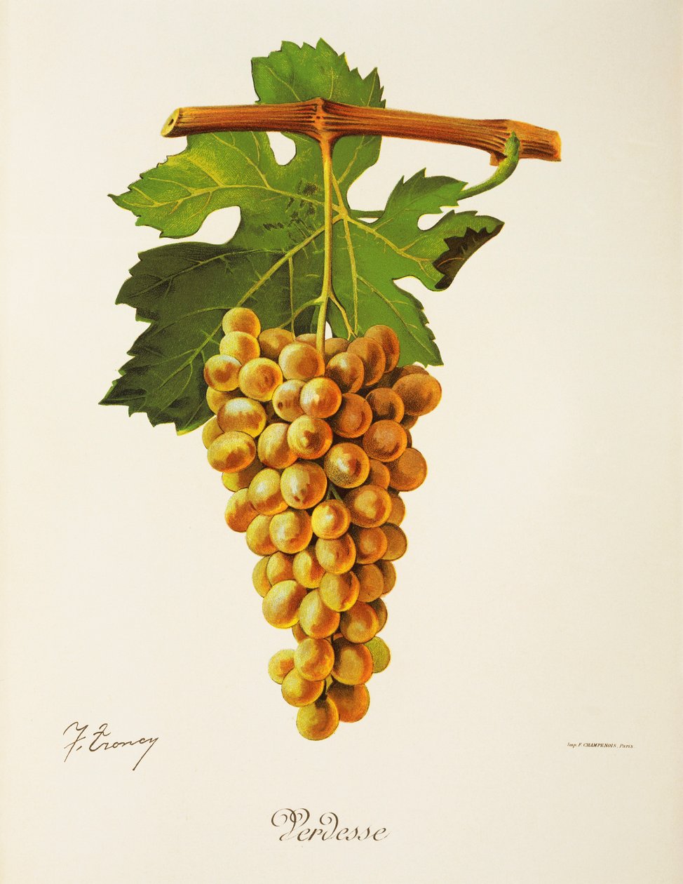 Verdesse szőlő, J. Troncy alkotó: Jules Troncy