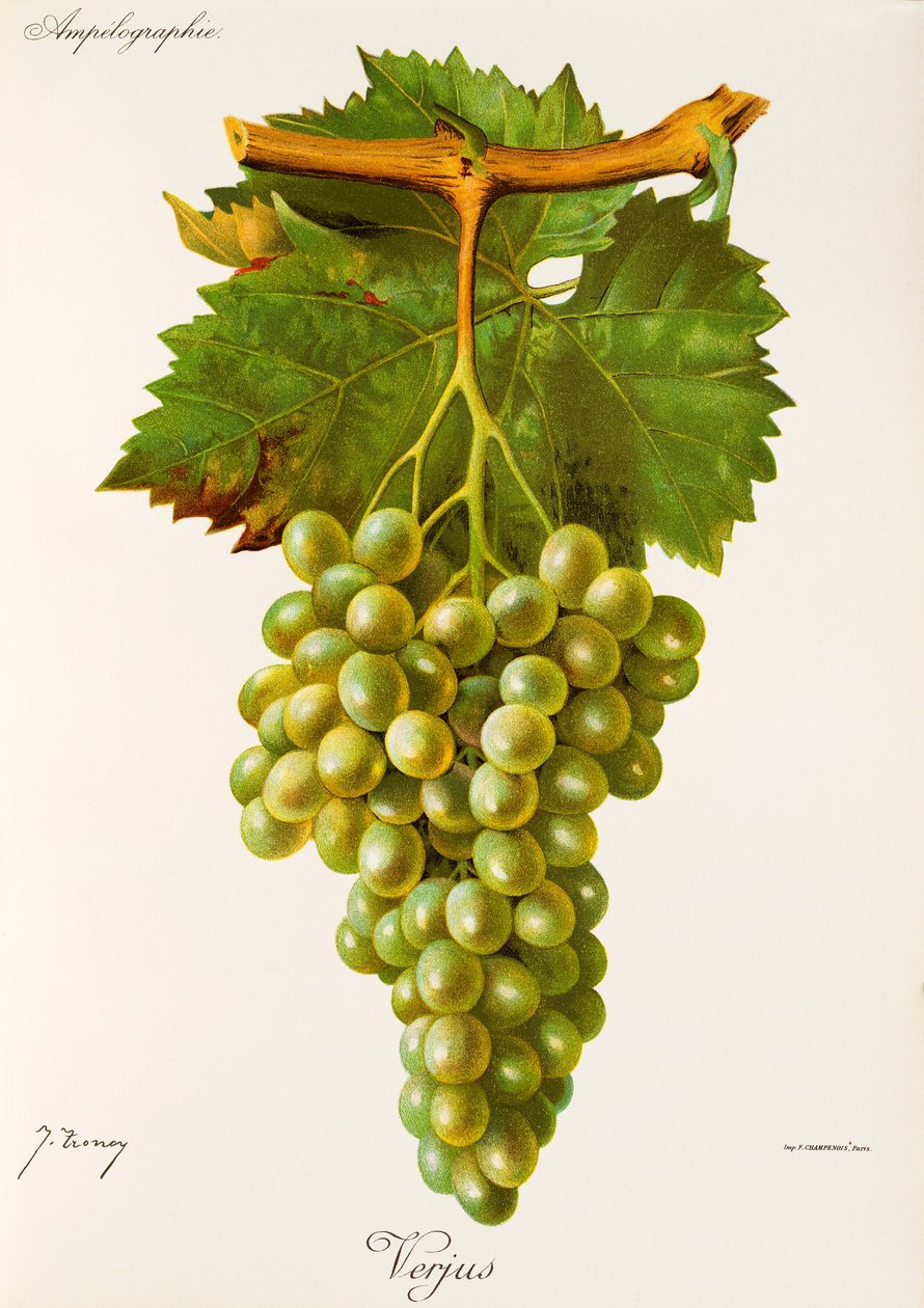 Verjus szőlő, J. Troncy alkotó: Jules Troncy