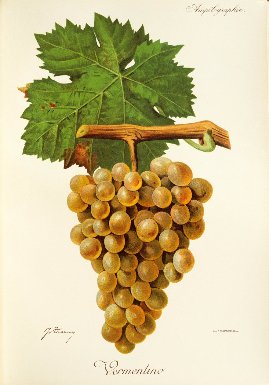Vermentino szőlő, J. Troncy alkotó: Jules Troncy