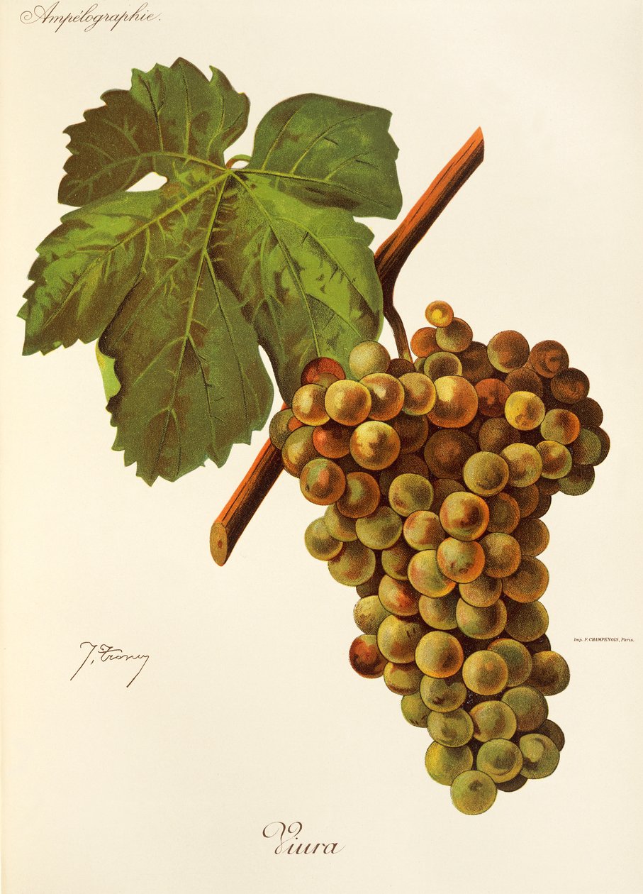 Viura szőlő, J. Troncy alkotó: Jules Troncy