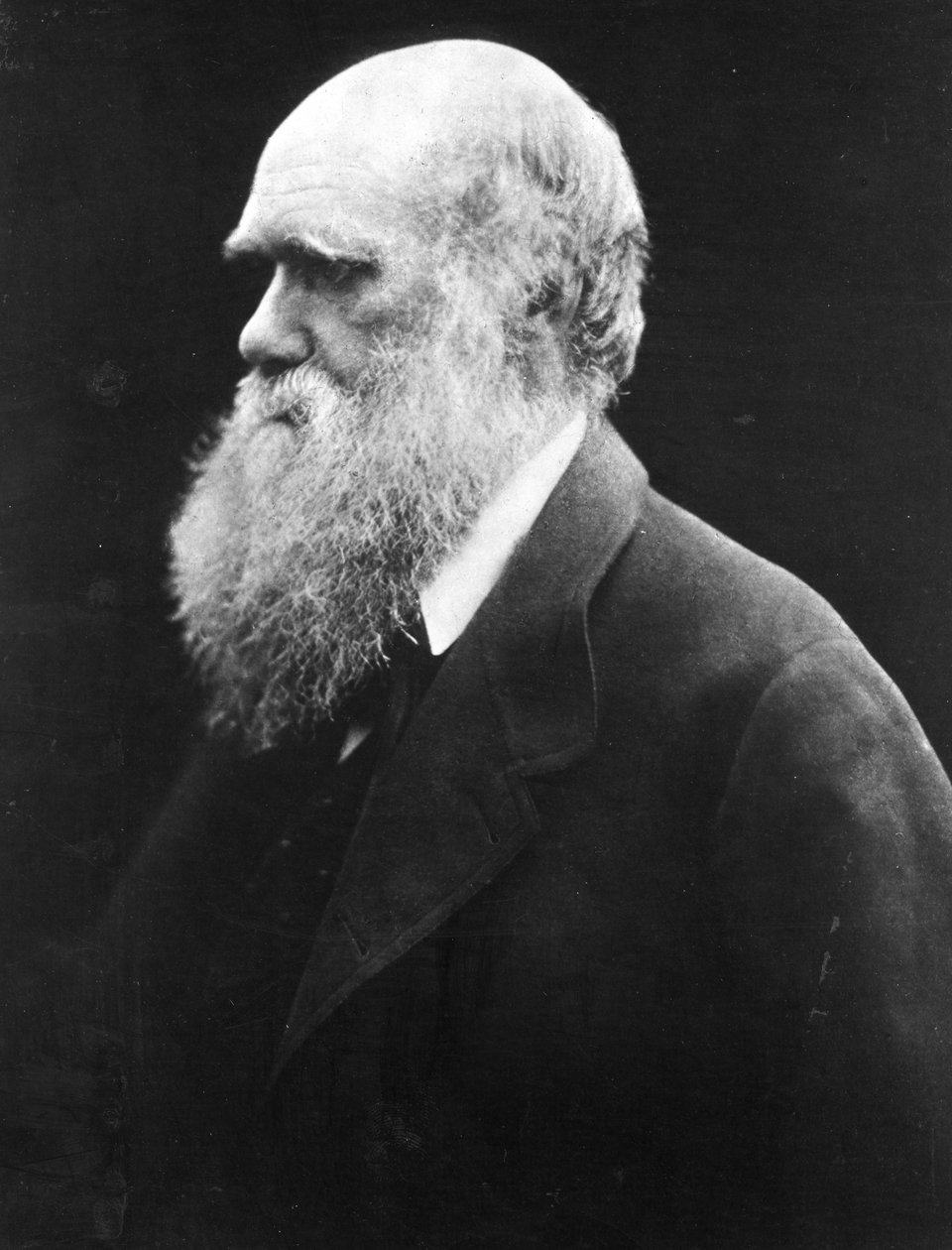 Charles Darwin, 1870 körül alkotó: Julia Margaret Cameron