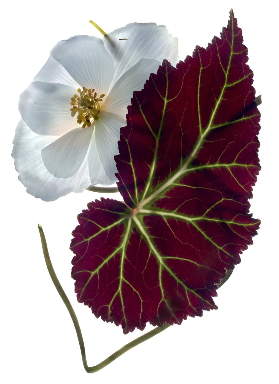 Begonia White (digitális fotogram, digitális eredeti nyomat) alkotó: Julia McLemore