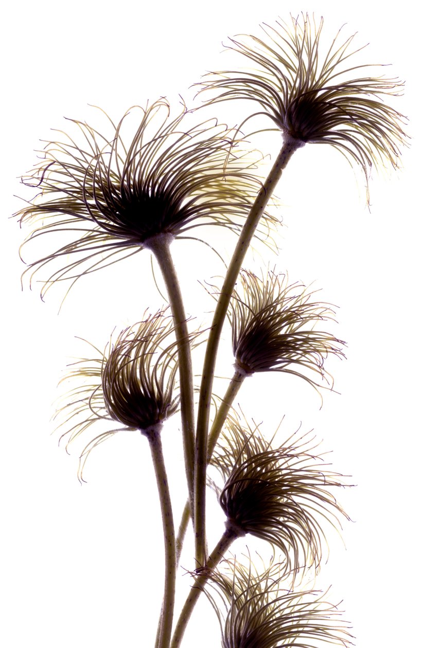 Clematis Buds, 2010, (digitális fotogram, digitális eredeti nyomat) alkotó: Julia McLemore