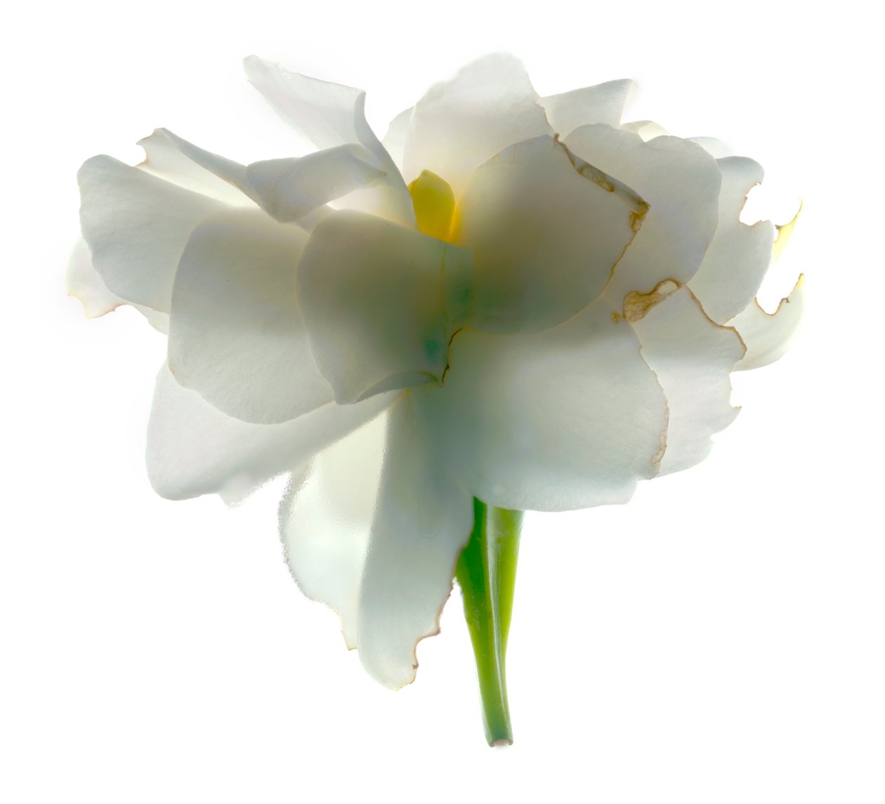 Gardenia Float, 2011, (digitális fotogram, digitális eredeti nyomat) alkotó: Julia McLemore