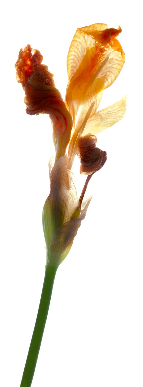 Iris Yellow, 2011, (digitális fotogram, digitális eredeti nyomat) alkotó: Julia McLemore