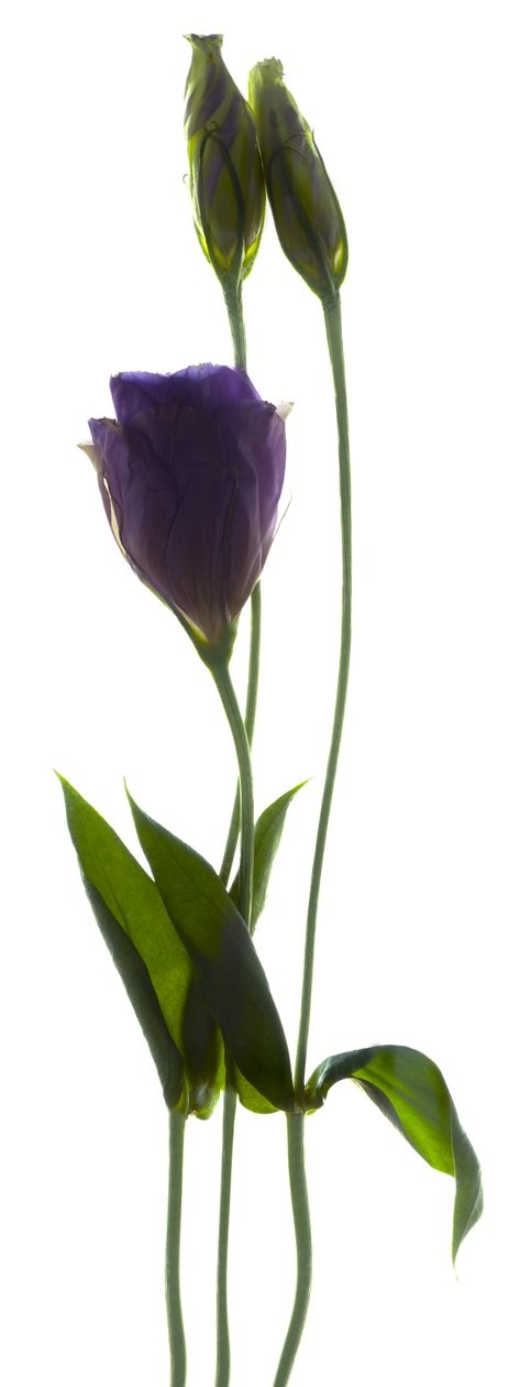 Lisianthus Duo (digitális fotogram, digitális eredeti nyomat) alkotó: Julia McLemore