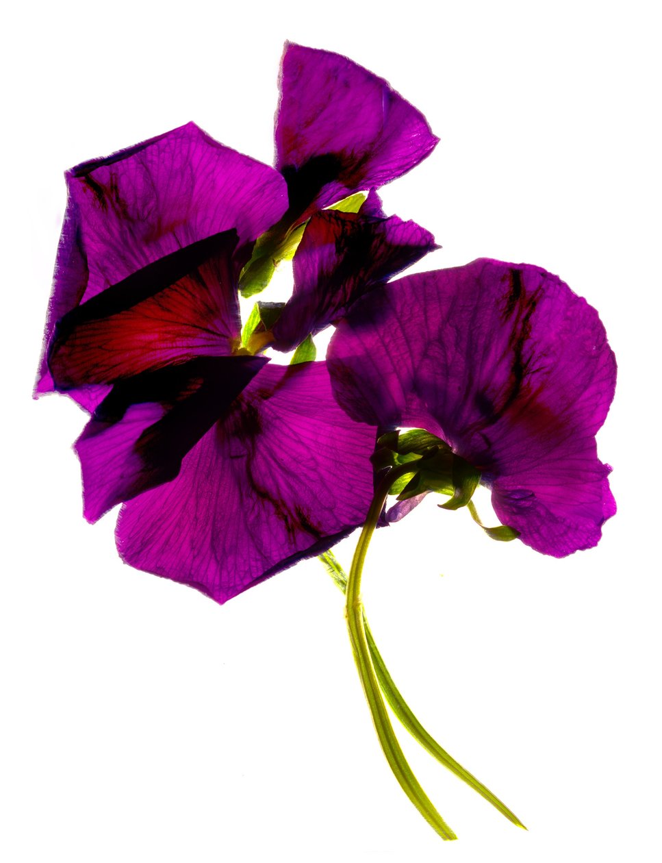 Árvácskák III (digitális fotogram, digitális eredeti nyomat) alkotó: Julia McLemore