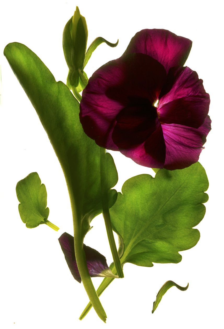 Pansy Purple, 2014, (digitális fotogram, digitális eredeti nyomat) alkotó: Julia McLemore