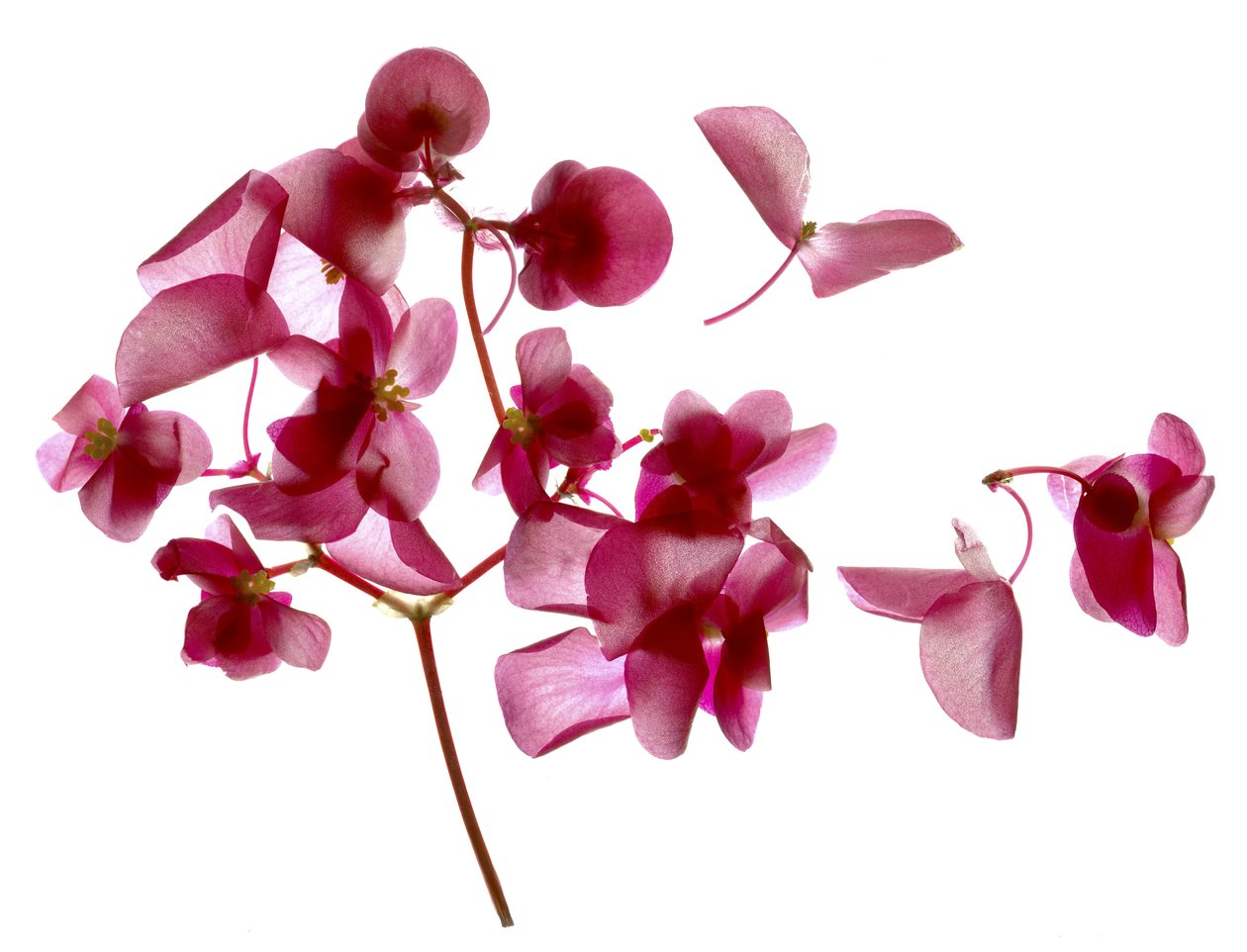 Pink Begonia I (digitális fotogram, digitális eredeti nyomat) alkotó: Julia McLemore