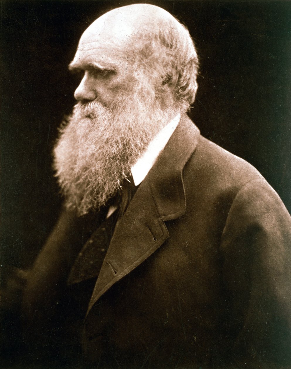 Charles Darwin brit természettudós, 1870-es évek alkotó: Julia Margaret Cameron