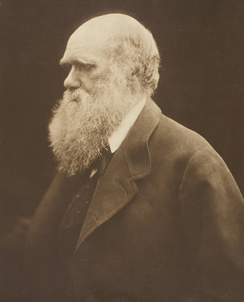 Charles Darwin, c. 1868, nyomtatva 1875. alkotó: Julia Margaret Cameron