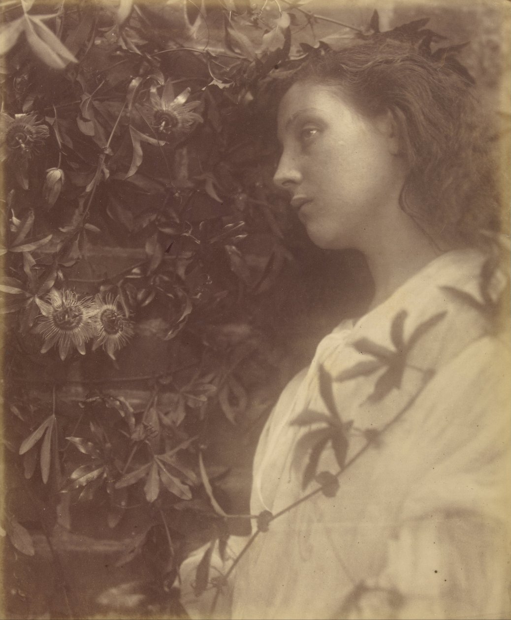 Maud Pompás könnycsepp hullott a Kapunál lévő golgotavirágból alkotó: Julia Margaret Cameron