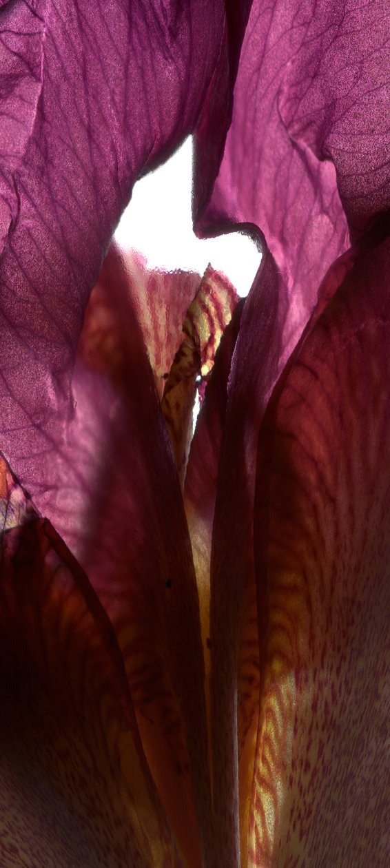 Iris Shrine Purple, 2011, (digitális fotogram, digitális eredeti nyomat) alkotó: Julia McLemore
