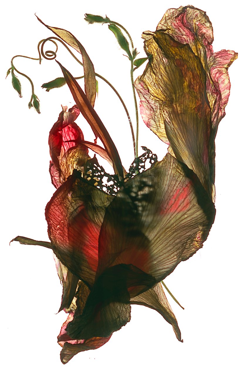 Morning Glory Canna Heart, 2012, (digitális fotogram) alkotó: Julia McLemore