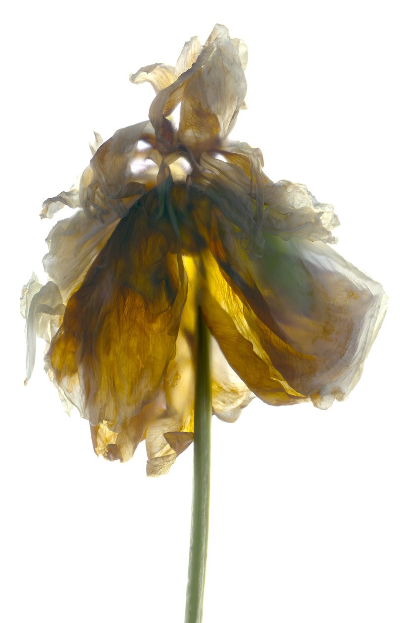 Peony Stand White (digitális fotogram, digitális eredeti nyomat) alkotó: Julia McLemore