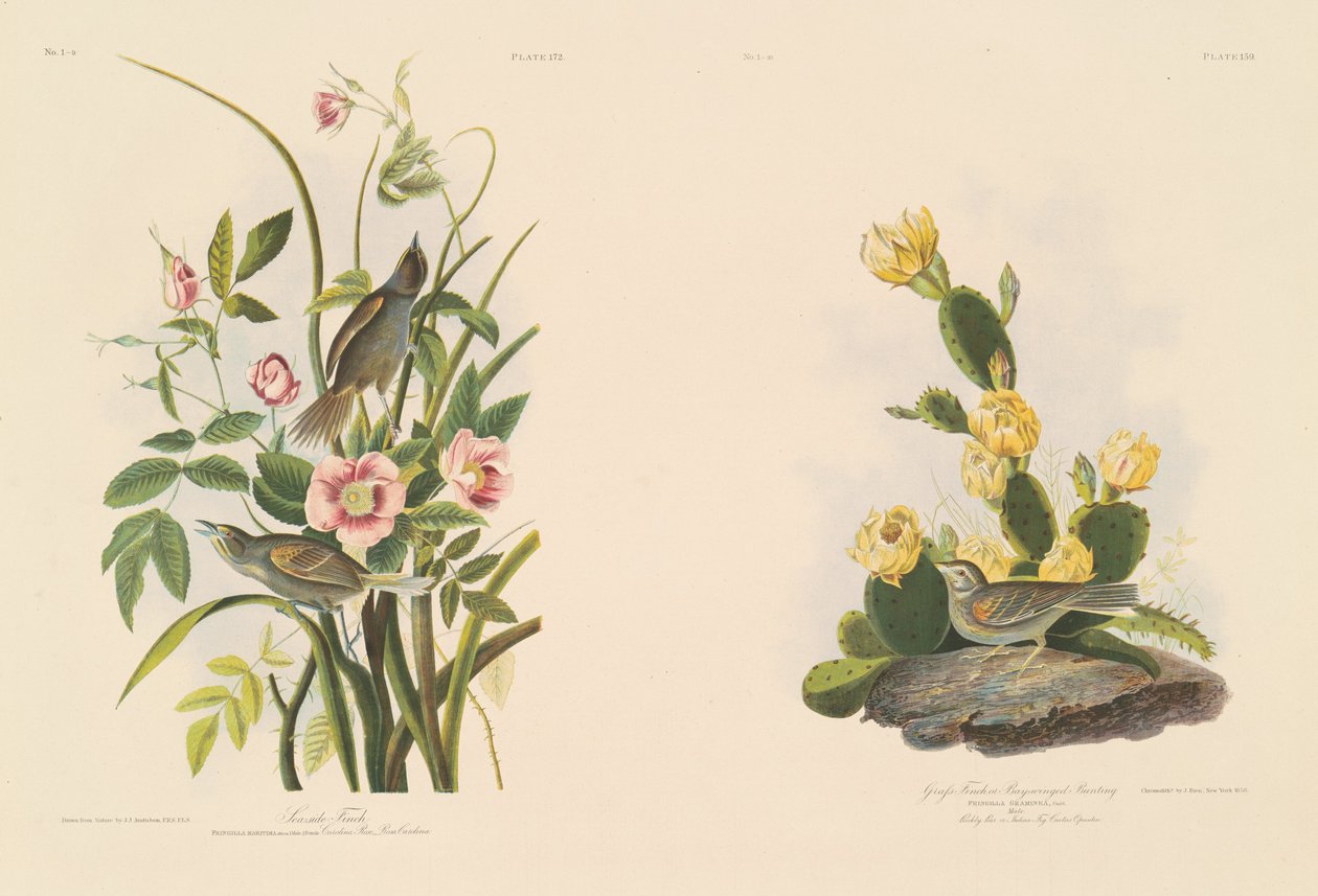 Tengerparti pinty; és Grafs Finch vagy Bay-Winged Bunting alkotó: Julius Bien after John James Audubon