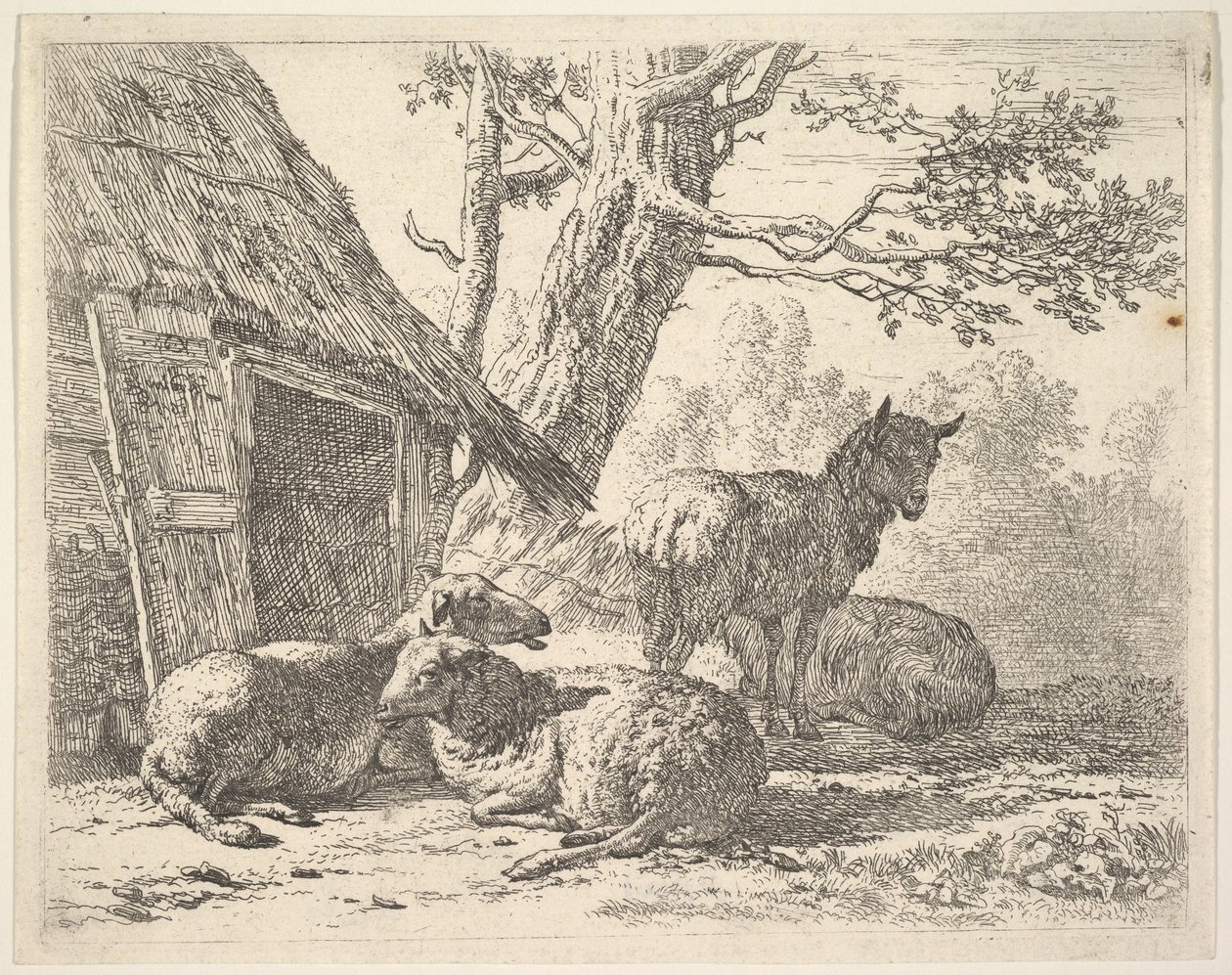 Négy bárány, egy bárány három másik között áll a földön fekve egy fészer mellett, 1658-ban. alkotó: Karel Du Jardin