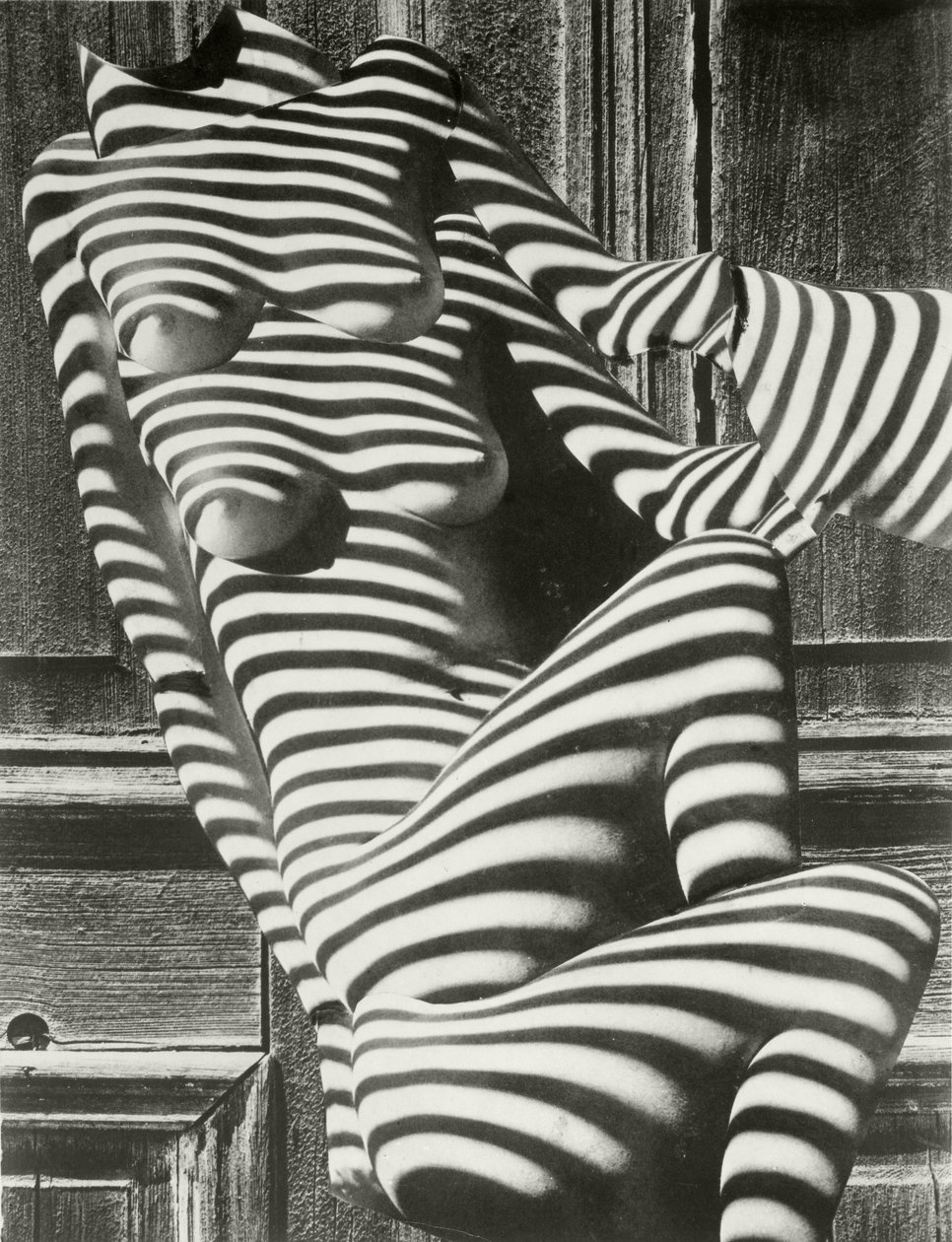 Zebra hölgyek alkotó: Karel Teige