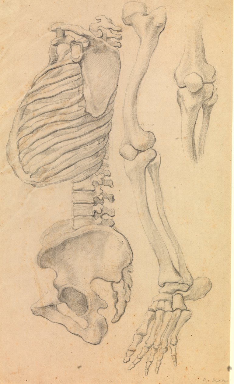 Gerinc mellkassal és medencével, profil balra; továbbá a bal láb csontjai a csípőtől a lábujjhegyig és a térd részlete. (1662?). alkotó: Karel van III Mander