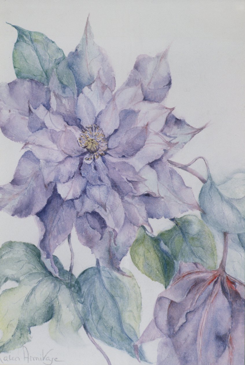 Clematis, Lord Neville alkotó: Karen Armitage