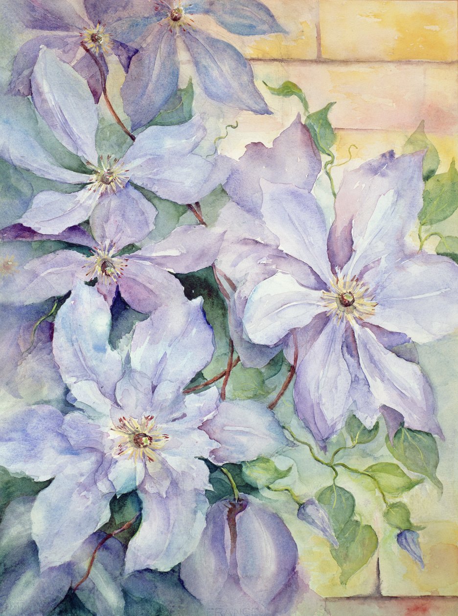 Clematis, az elnök alkotó: Karen Armitage