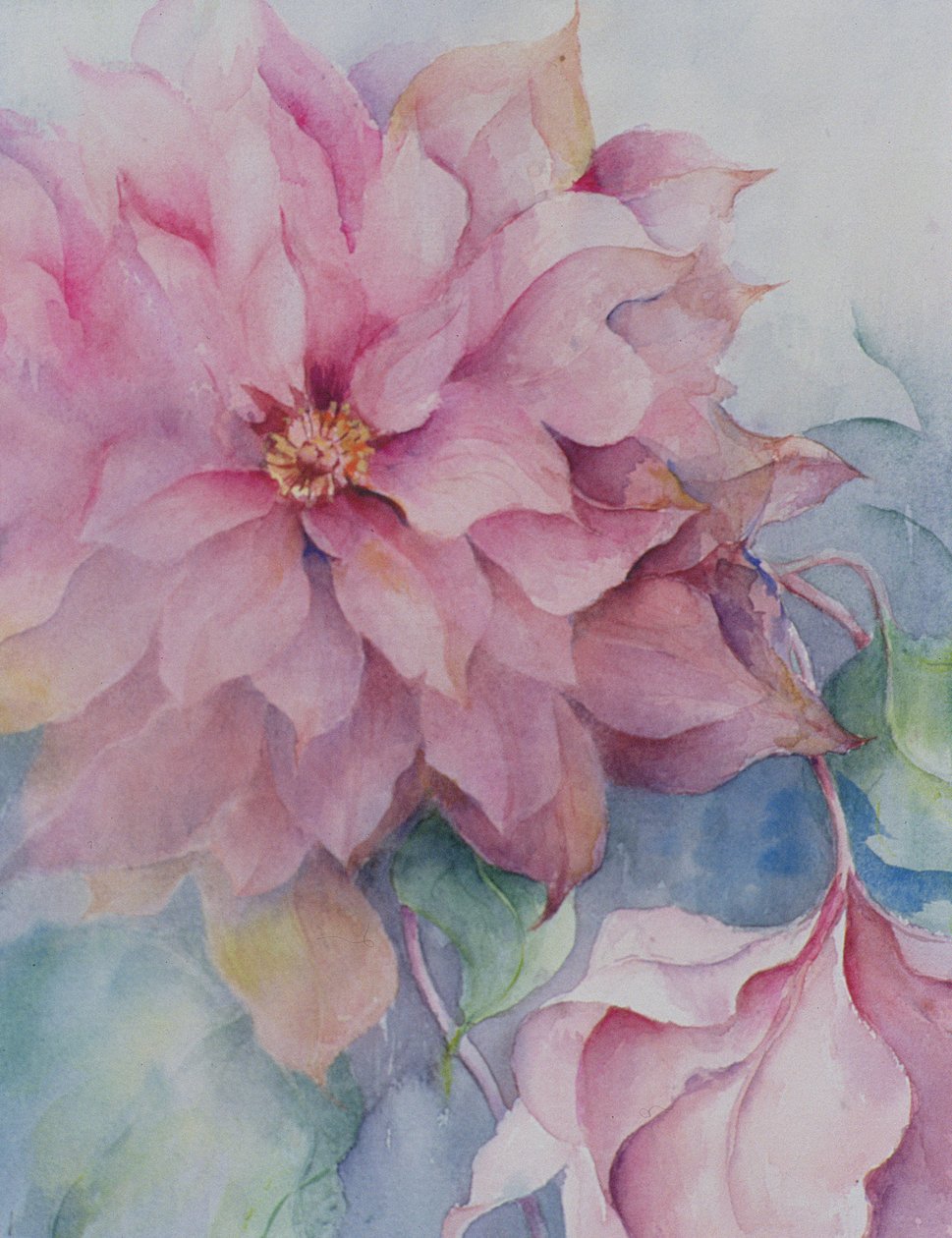 Clematis Vyvyan Penell alkotó: Karen Armitage